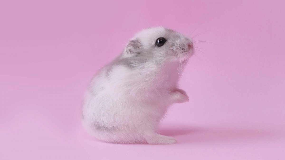 Хомяк живой