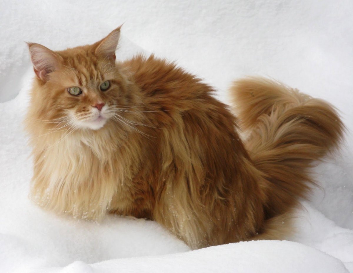 Норвежская Лесная кошка рыжая котенок