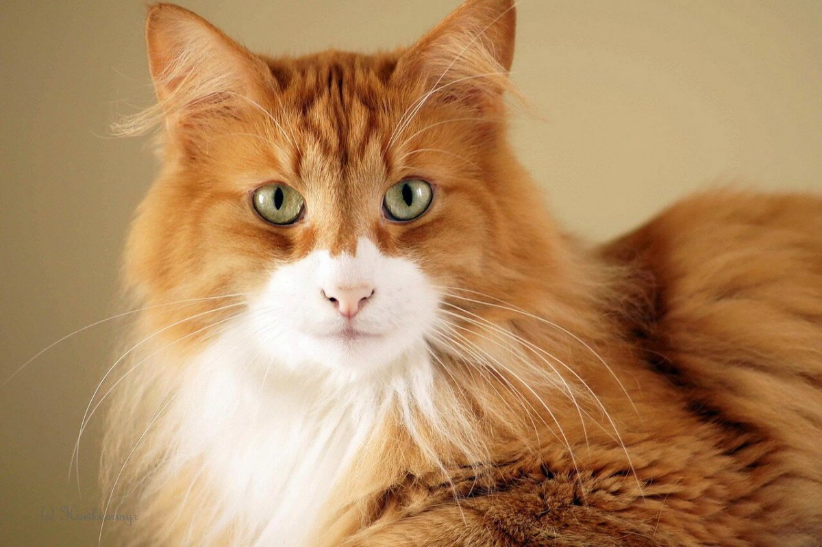 Норвежский Лесной кот рыжий