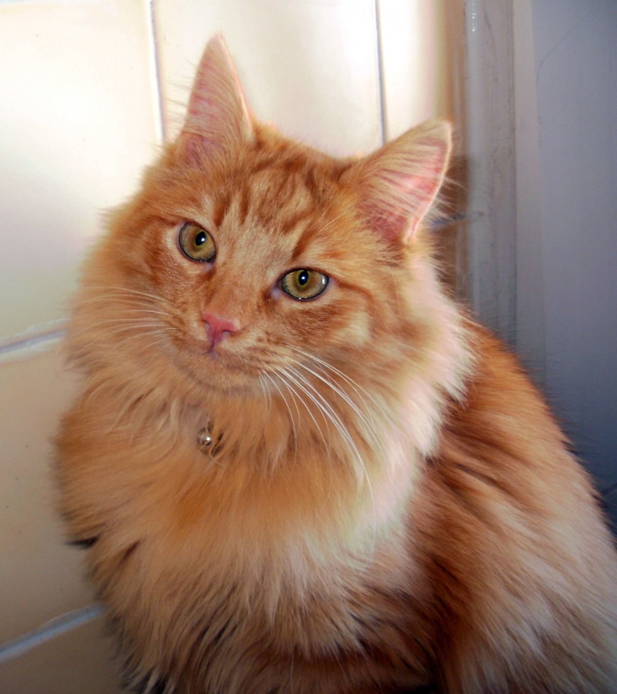 Сибирская длинношерстная кошка