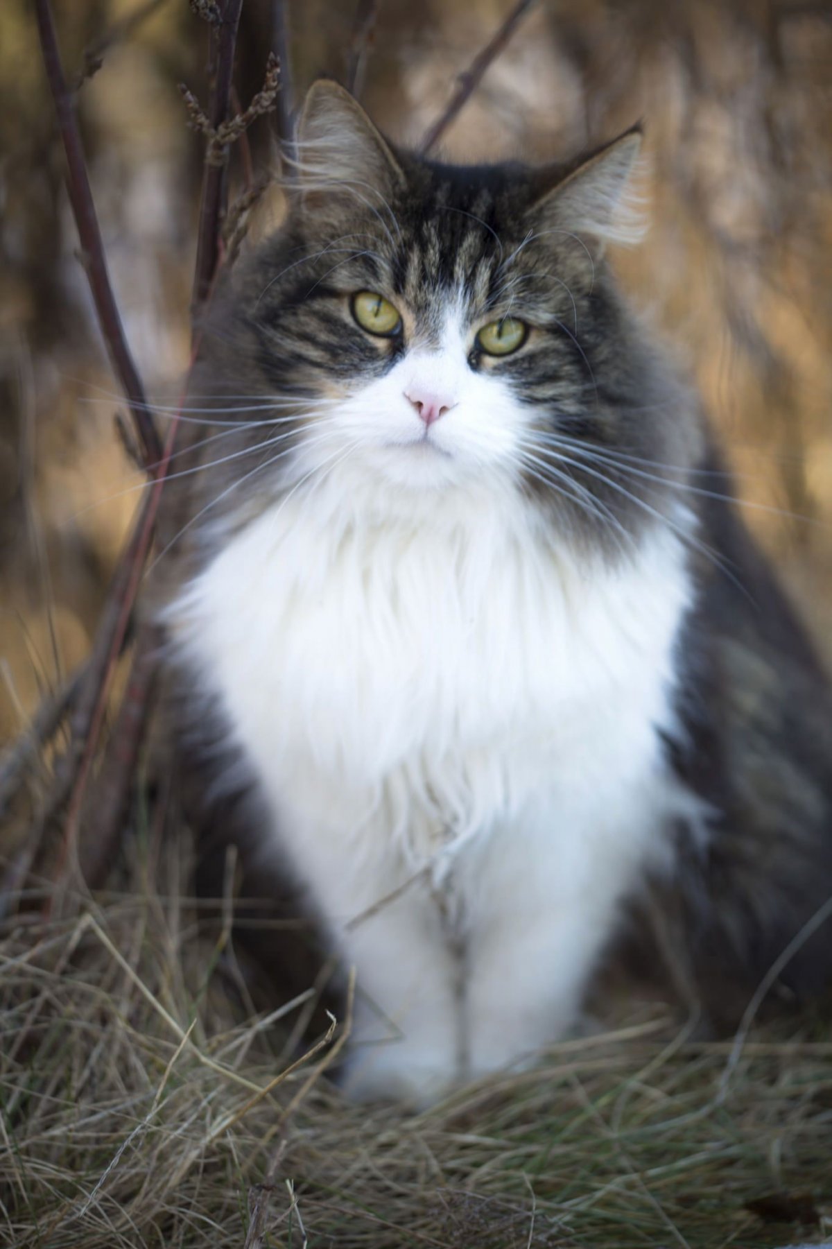 Норвежская Лесная кошка рыжая