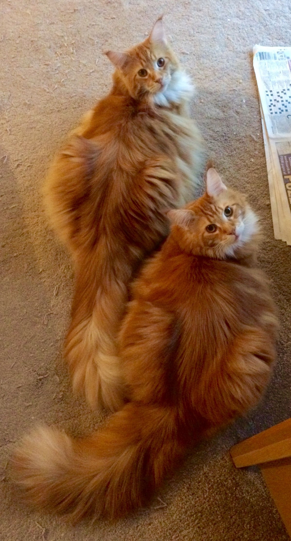 Сибирская кошка рыжая длинношерстная