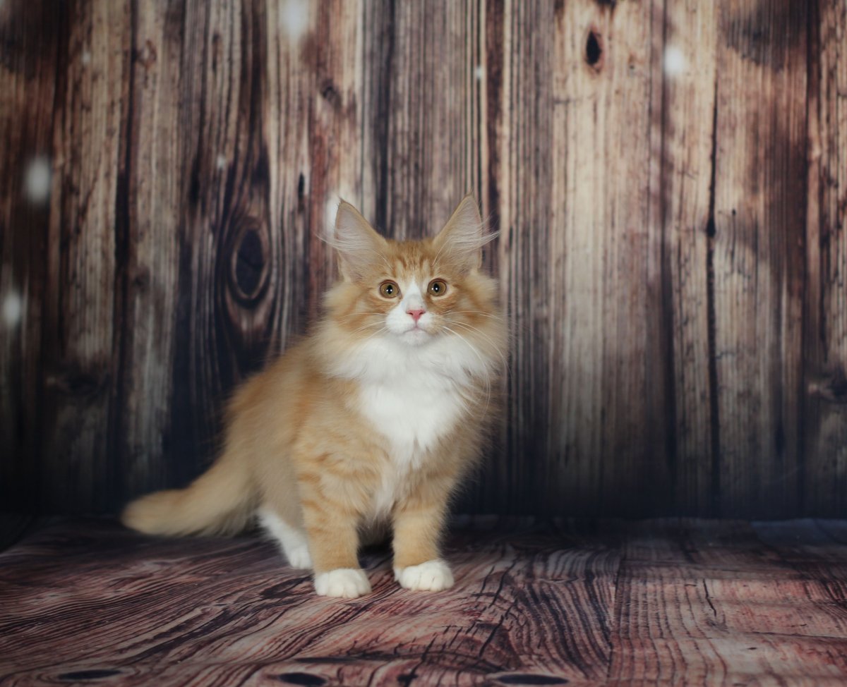 Сибирская кошка