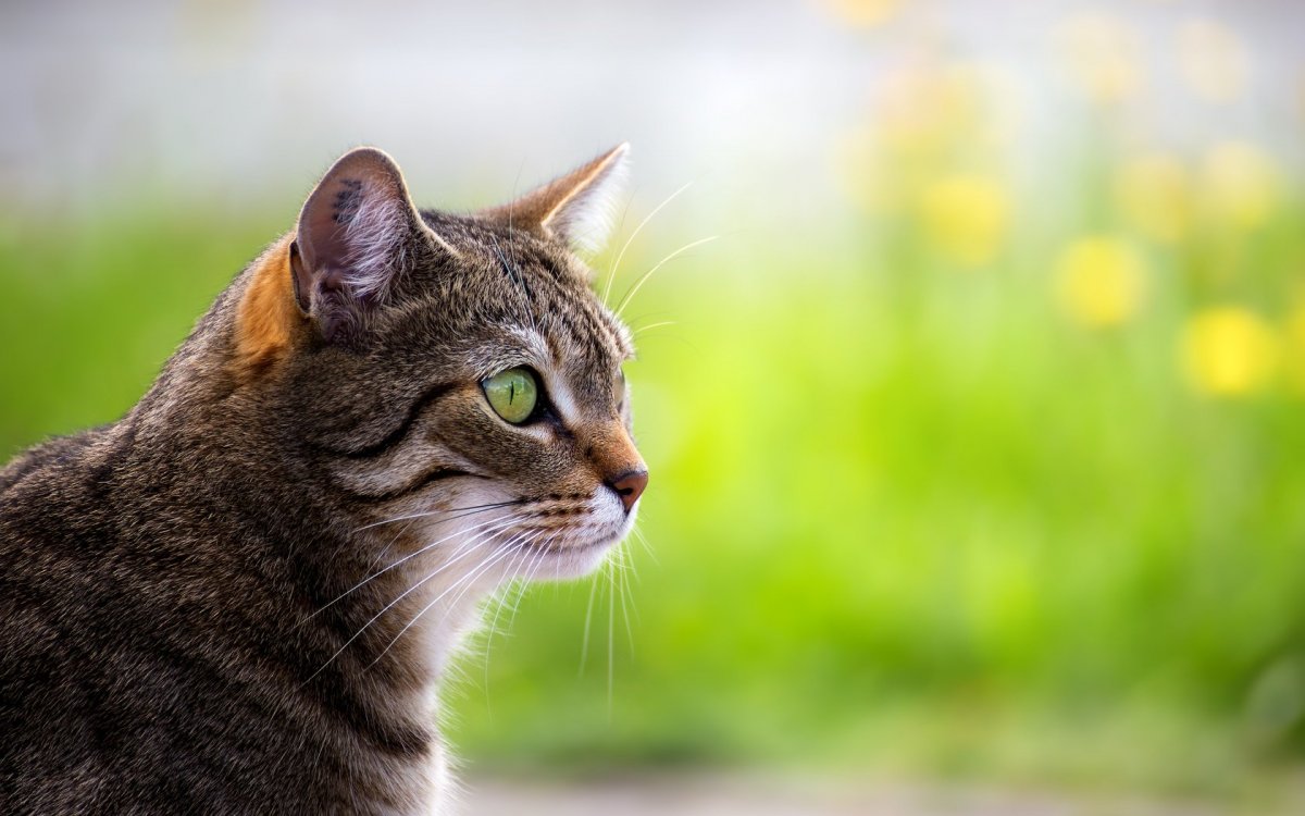 Морда кота крупным планом