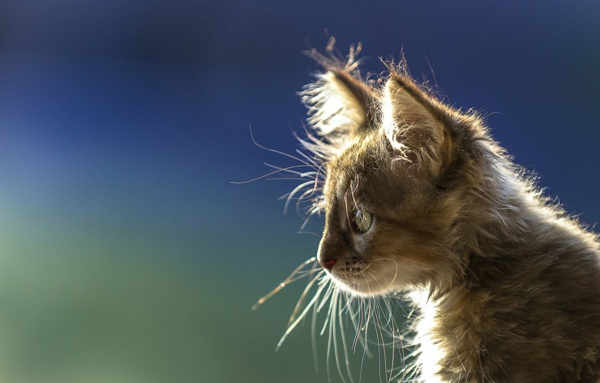 Коричневый кот с зелеными глазами