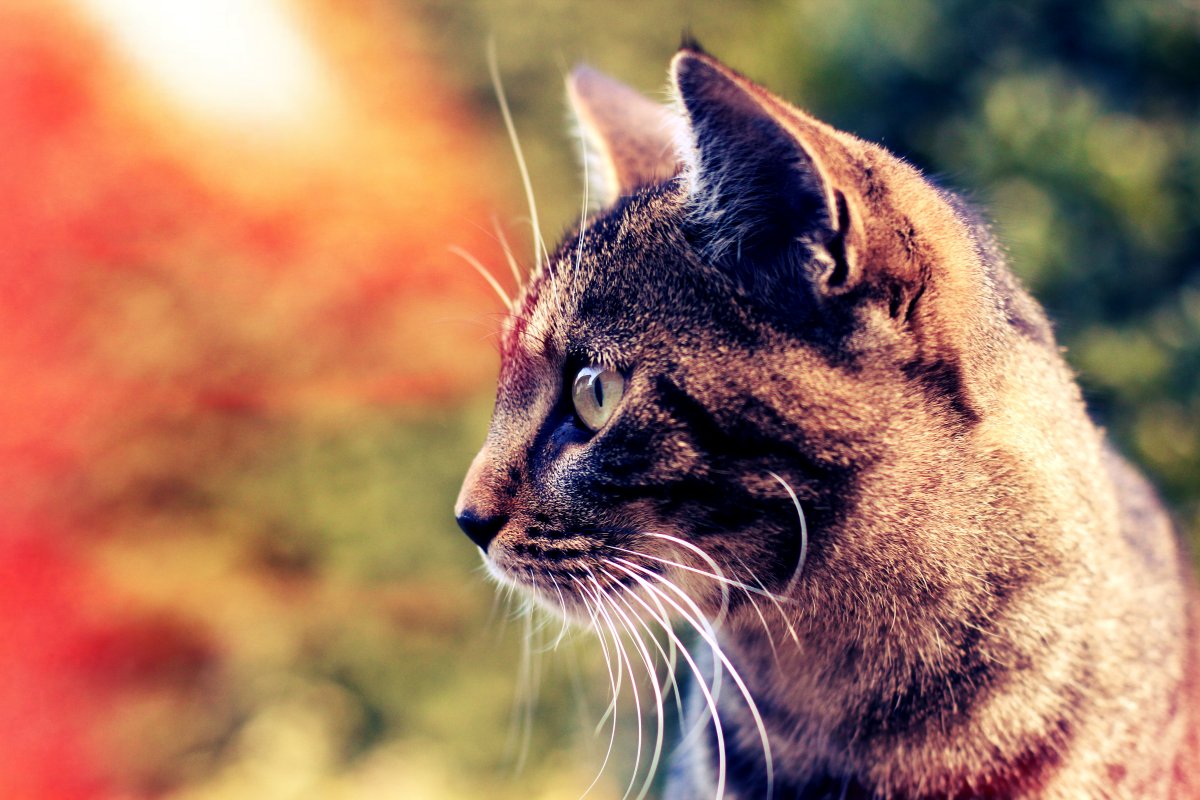 Кошка в профиль