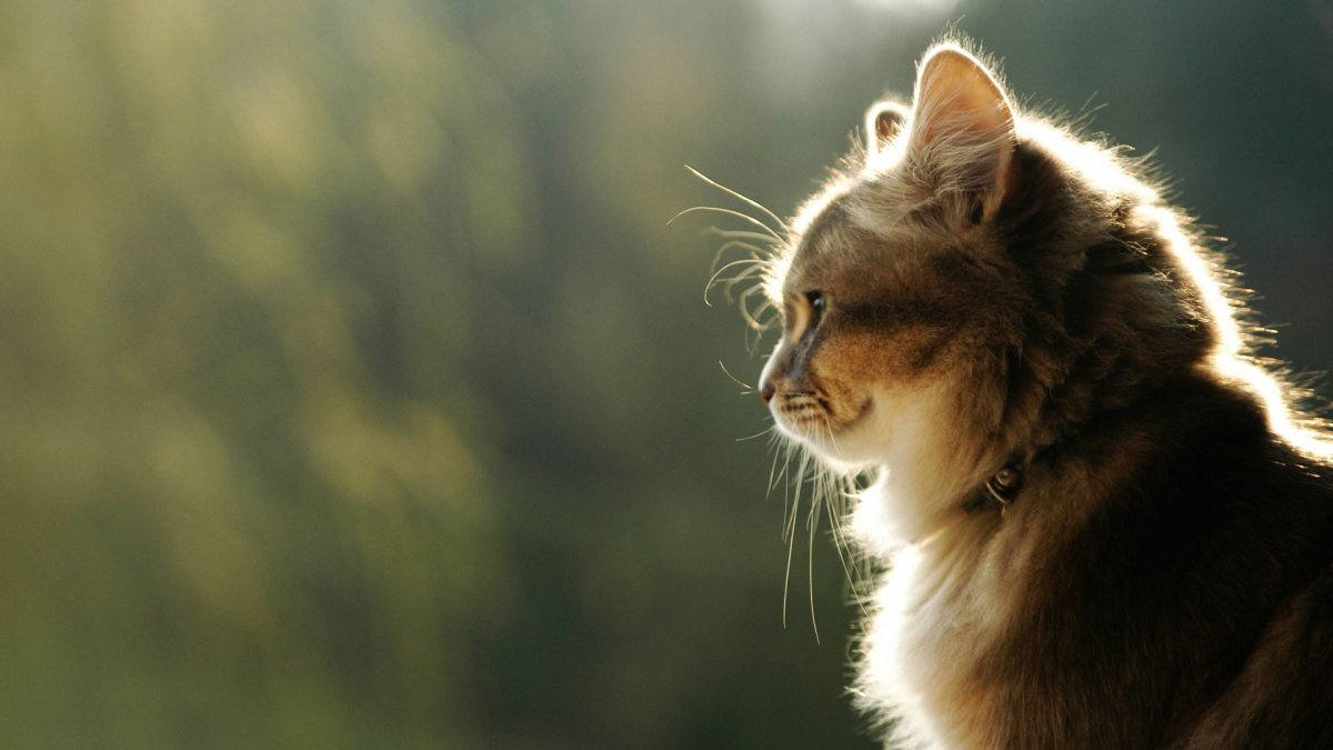 Кошка в профиль