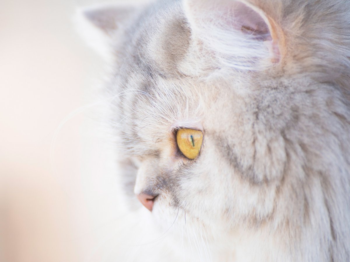 Кошка в профиль