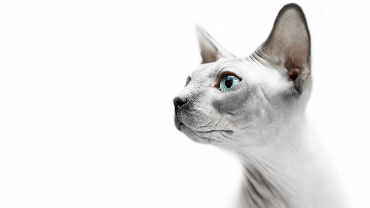 Морда кота в профиль