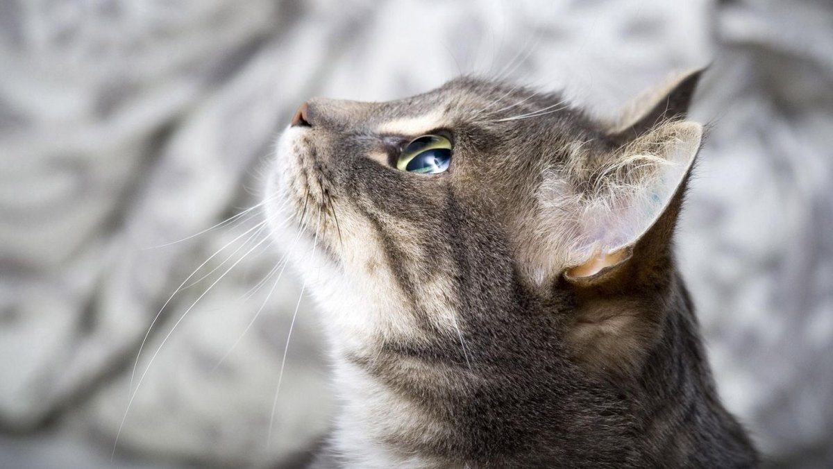 Морда котенка в профиль