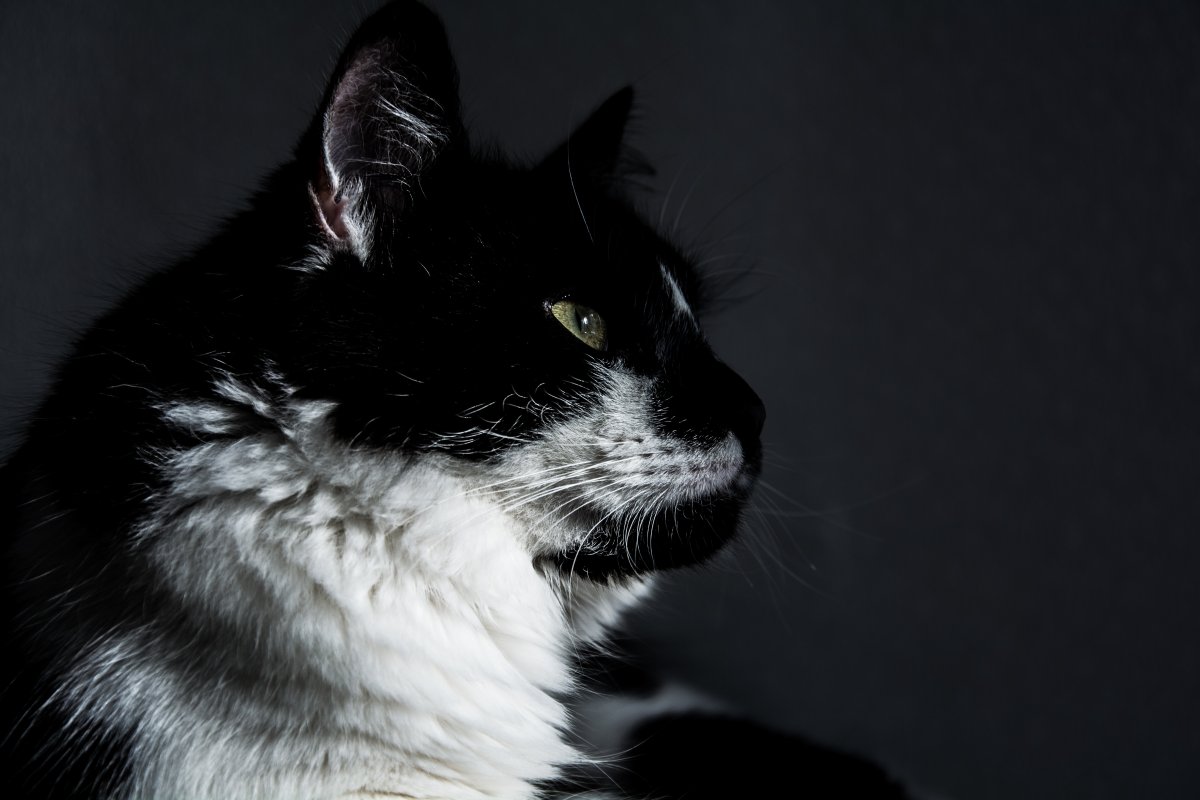 Кошка сфинкс профиль