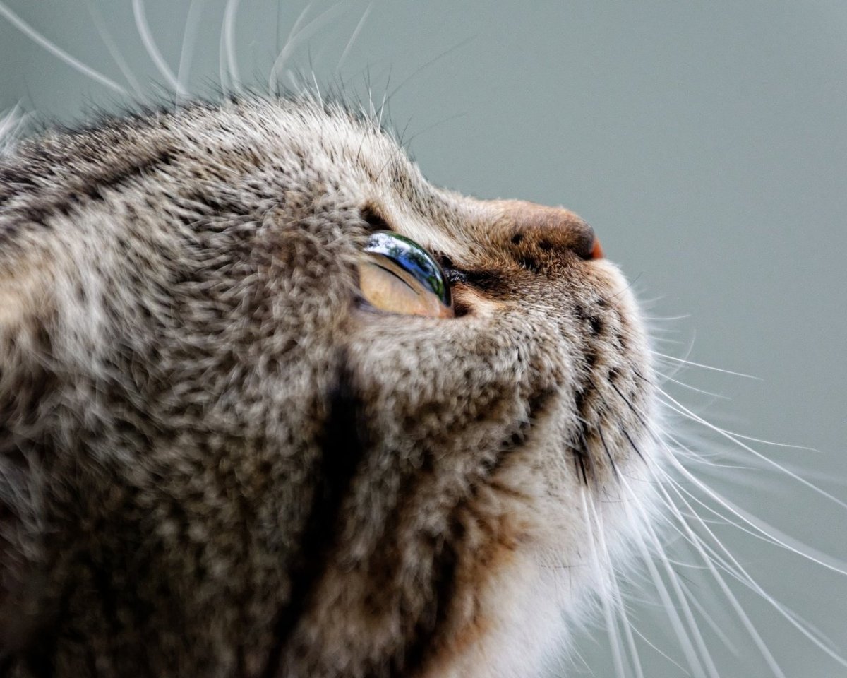 Кошка в профиль