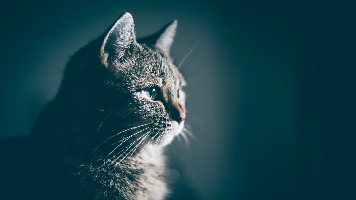 Мордочка кошки крупным планом