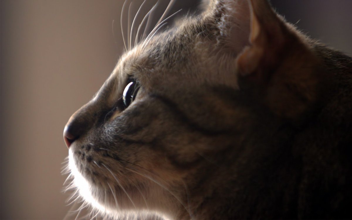 Красивая морда кота