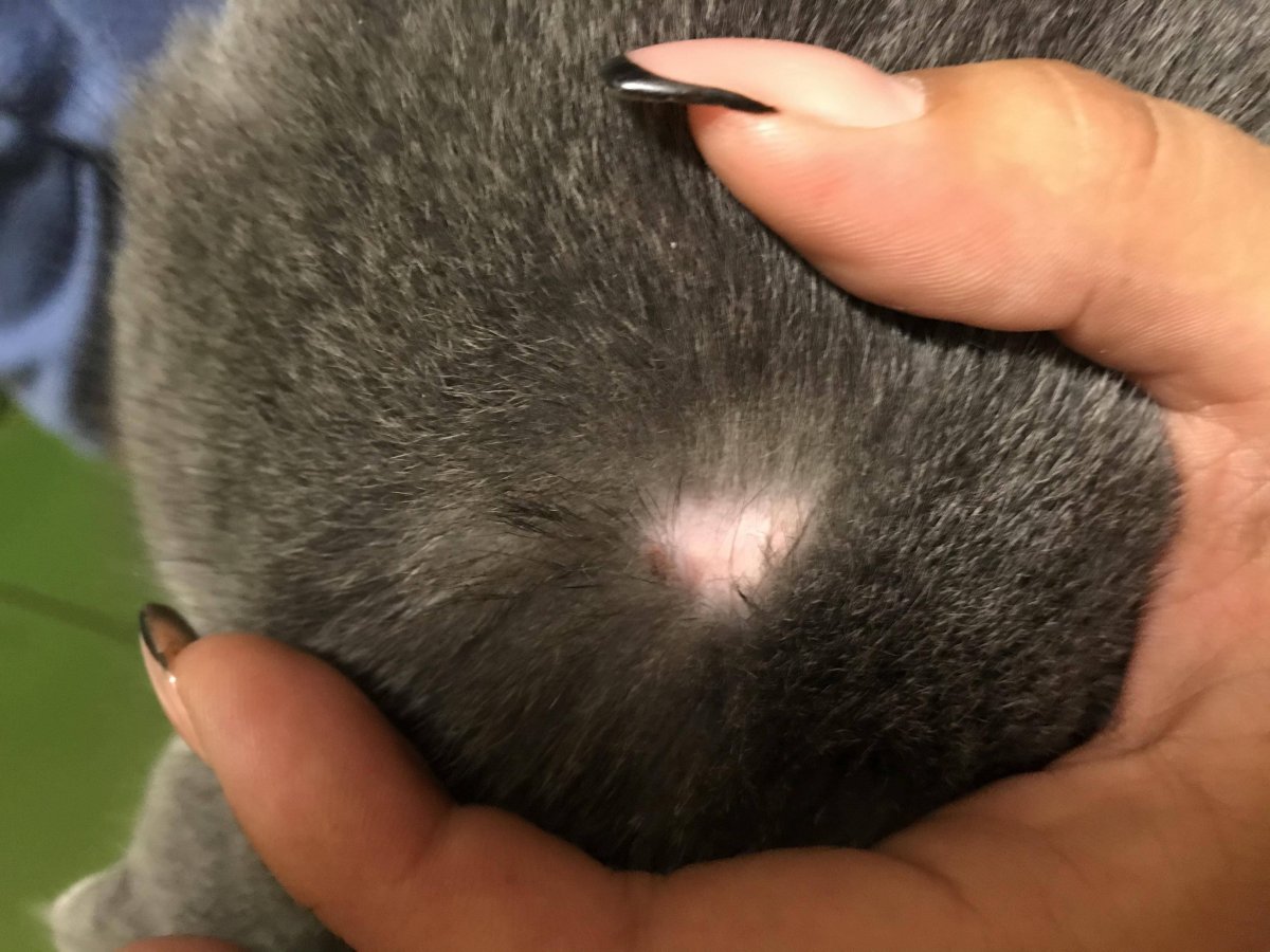 Гнездная алопеция у кошек