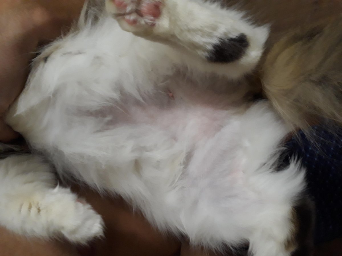 Залысина на хвосте у собаки