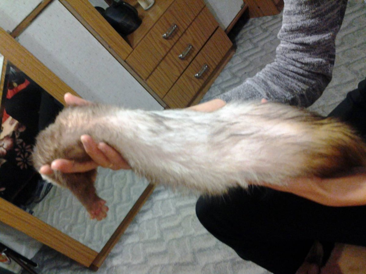 Самоиндуцированная алопеция у кошек