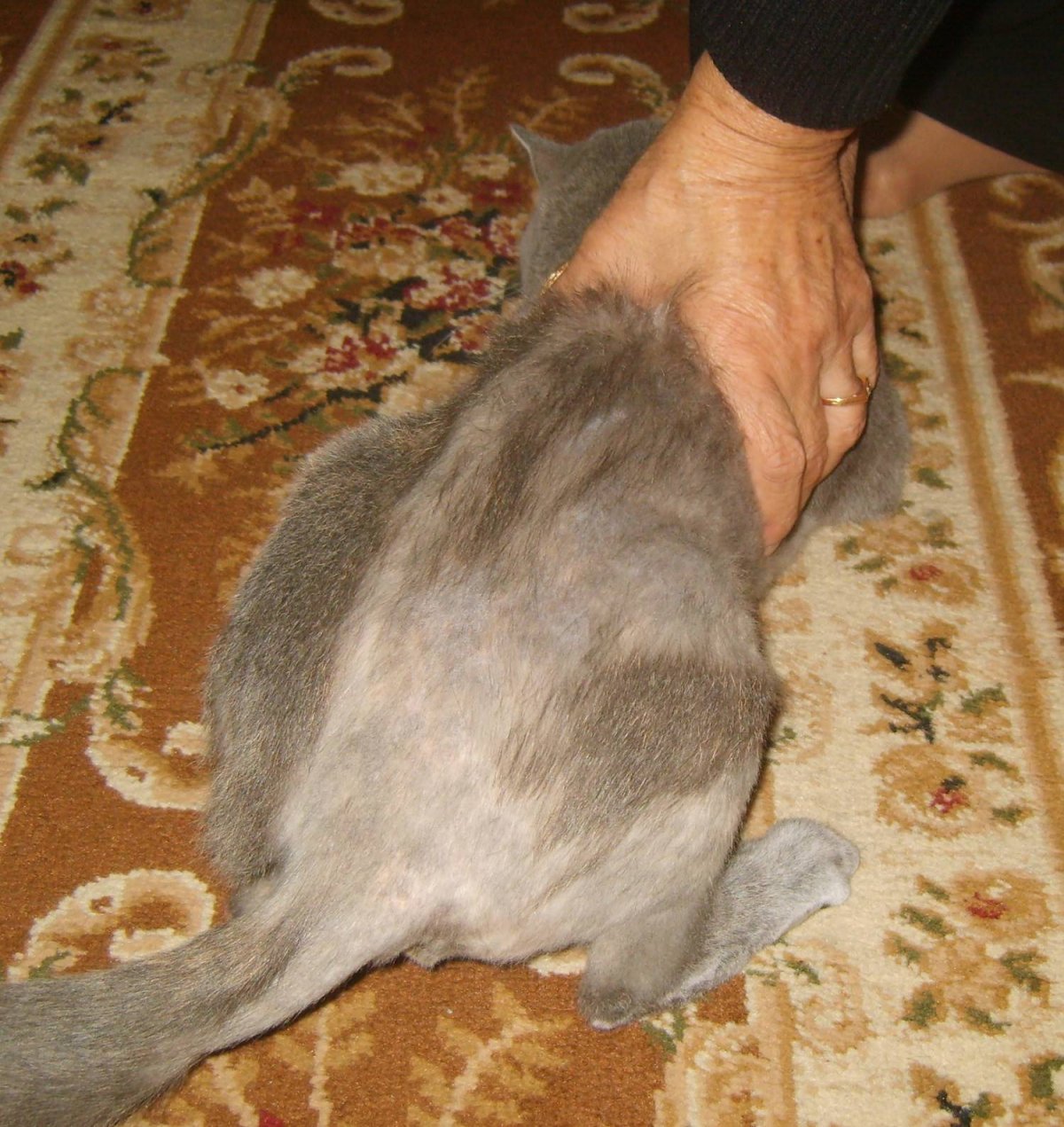 У кота проплешины на задних лапах