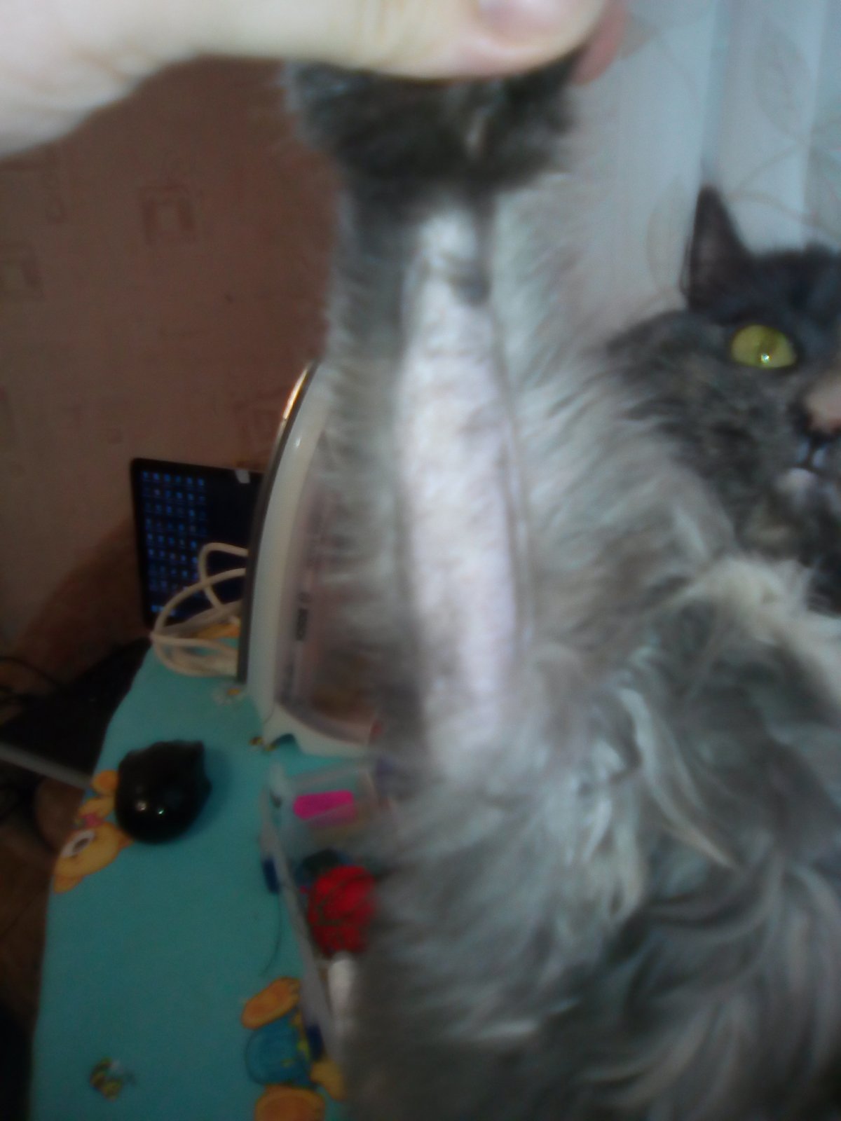 Дерматомикоз (стригущий лишай)