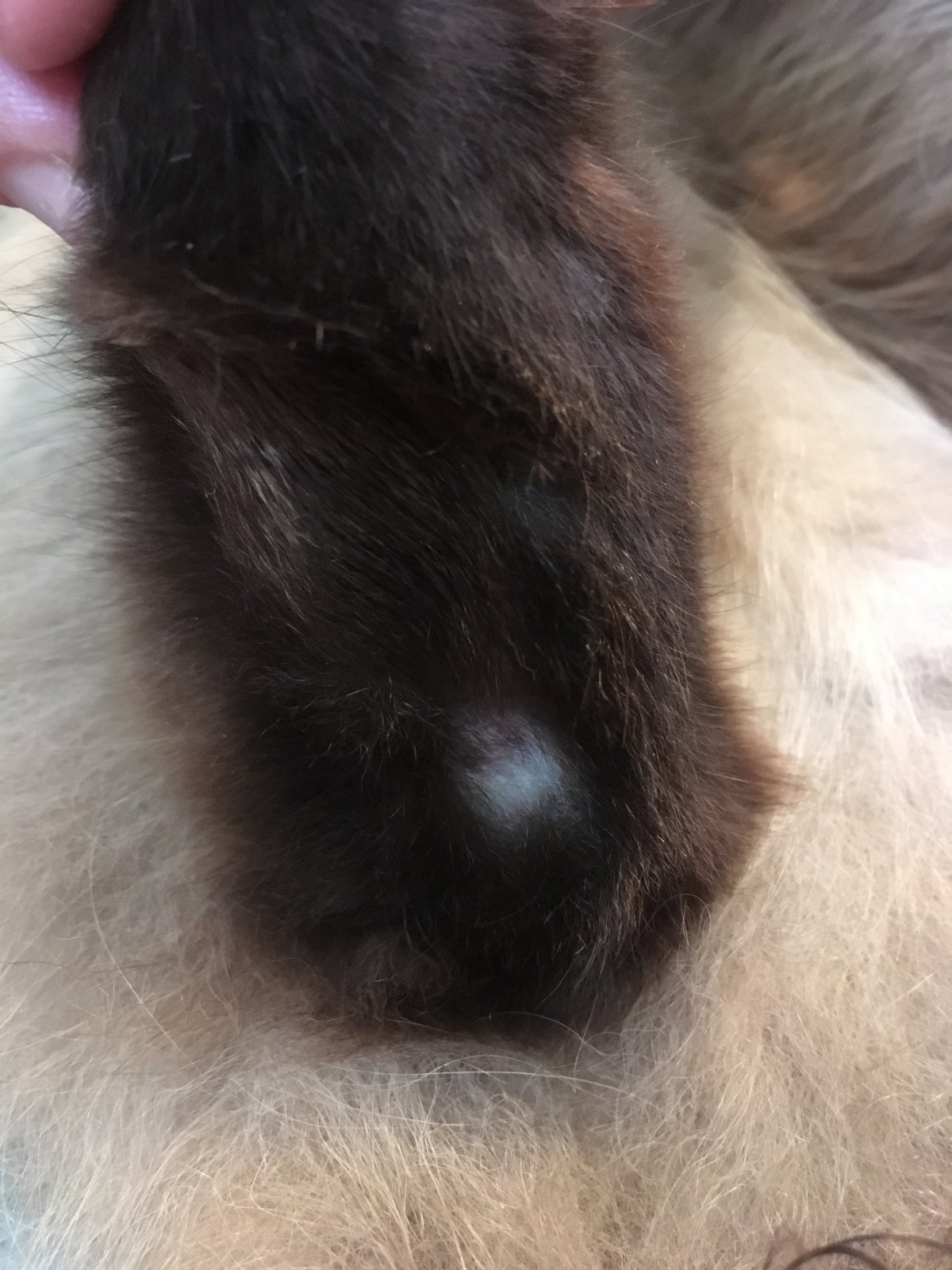 У кота появилась проплешина на лбу