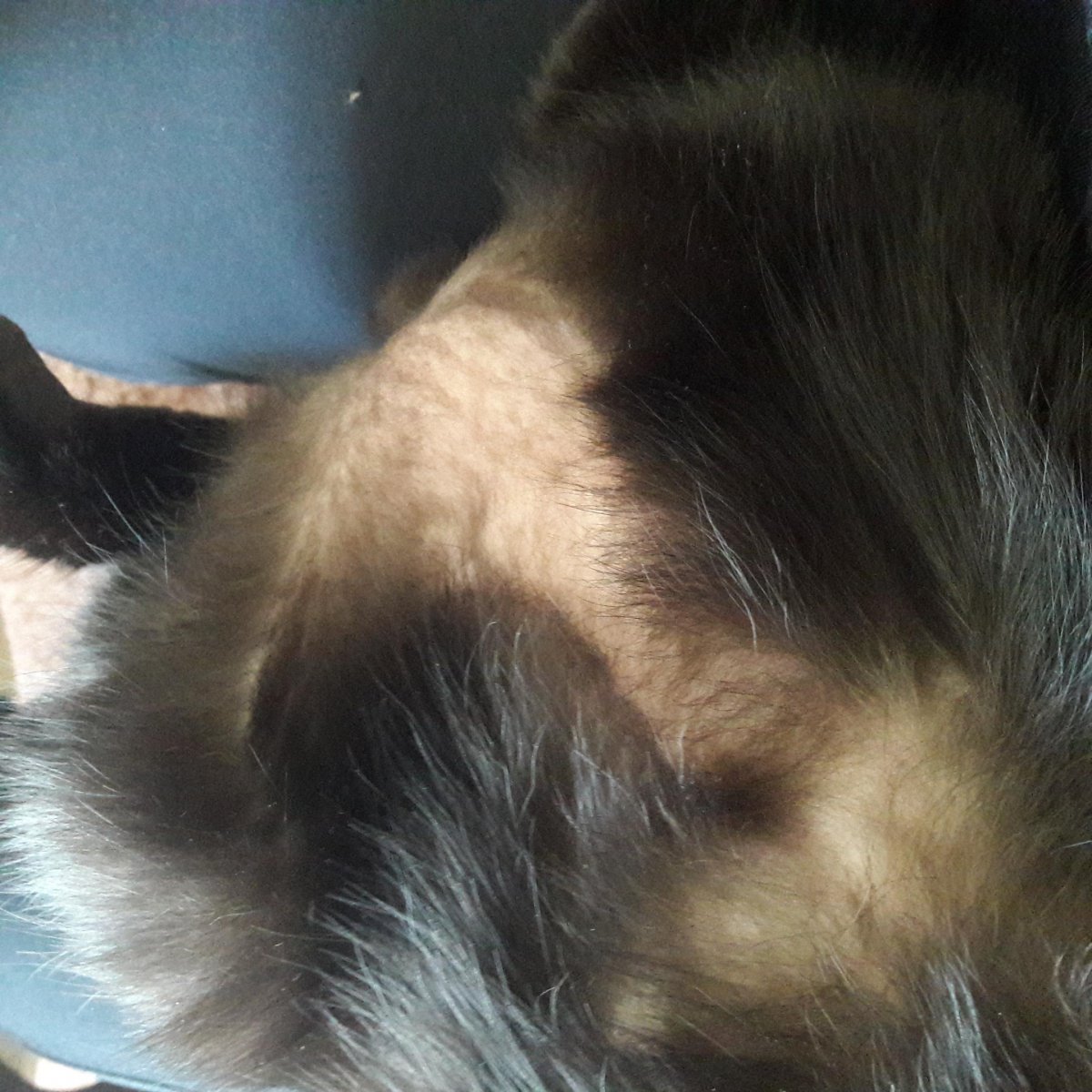 Паранеопластическая алопеция кошек