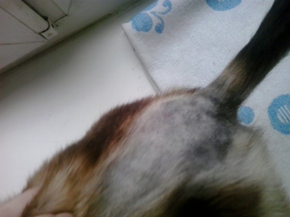 Залысина у кота на передней лапе