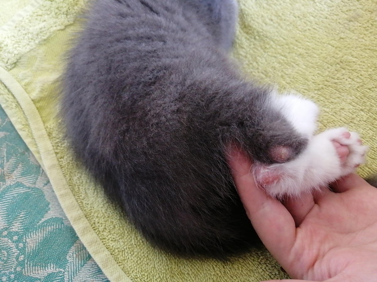 Залысина на ушке у кошки