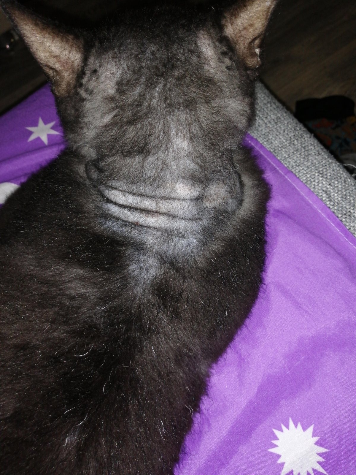 У кошки лысина на животе