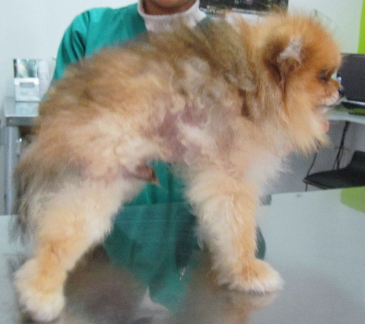 Проплешина у британского кота