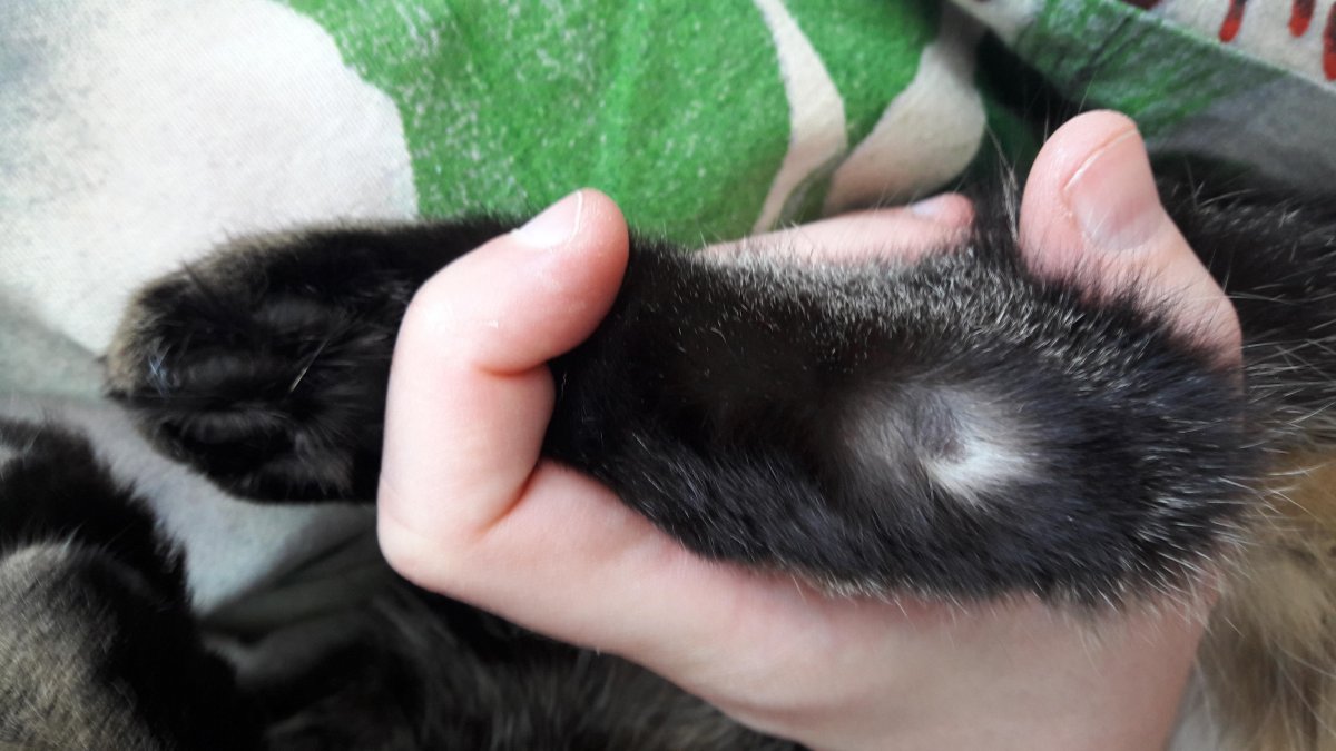 Аллергия у бенгальских кошек