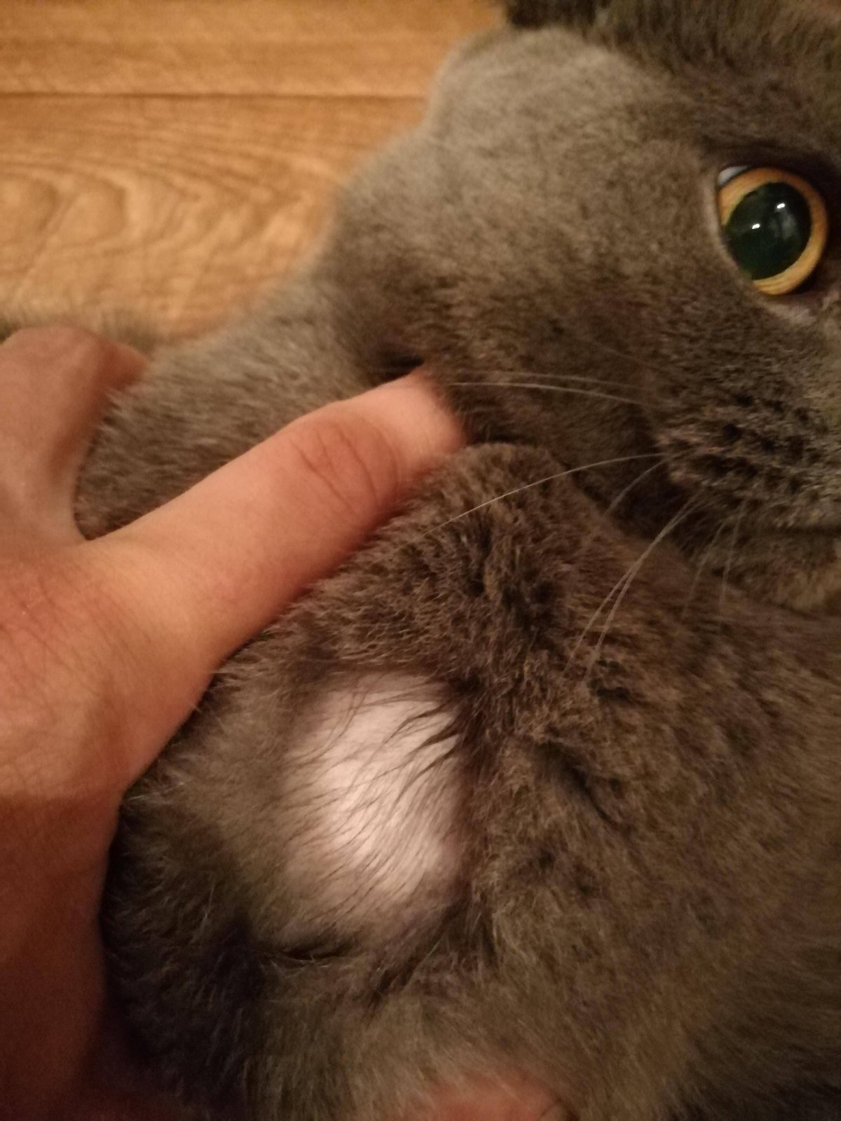 Залысины у кота вокруг глаз