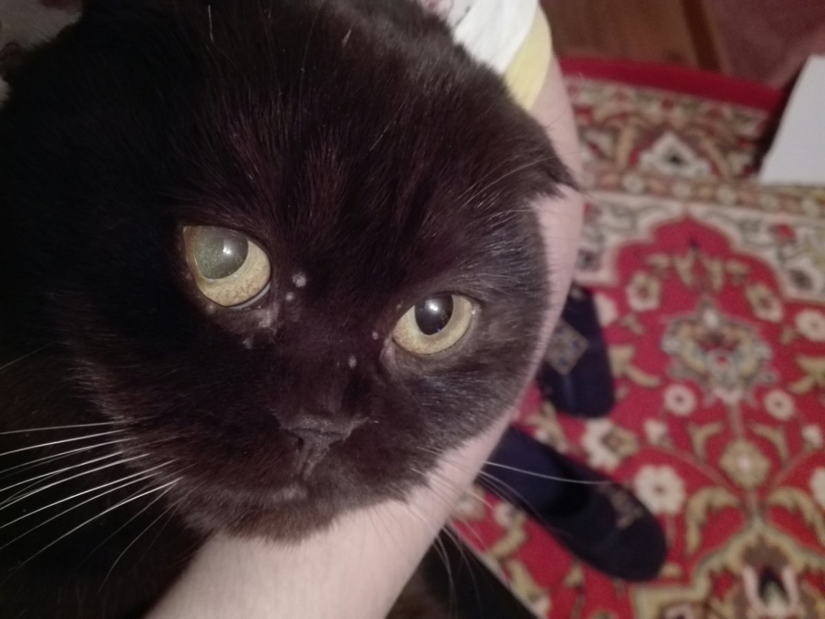 Кошачий животик