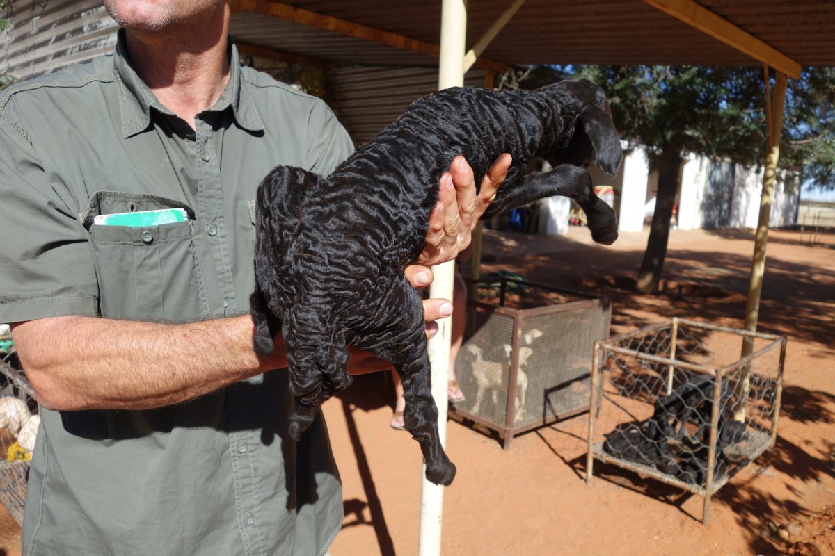 Каракуль Намибия