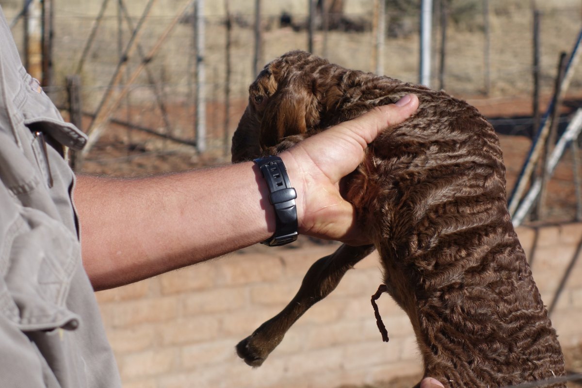 Каракульча свакара