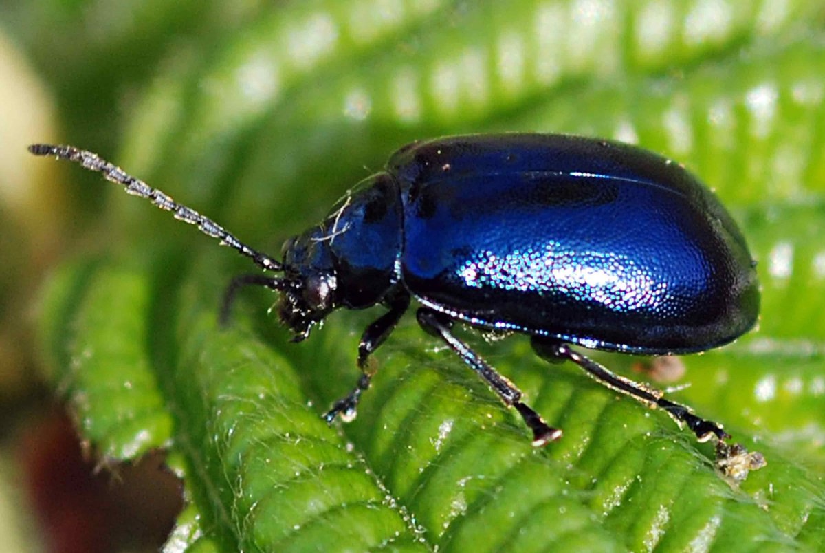 Gastrophysa viridula