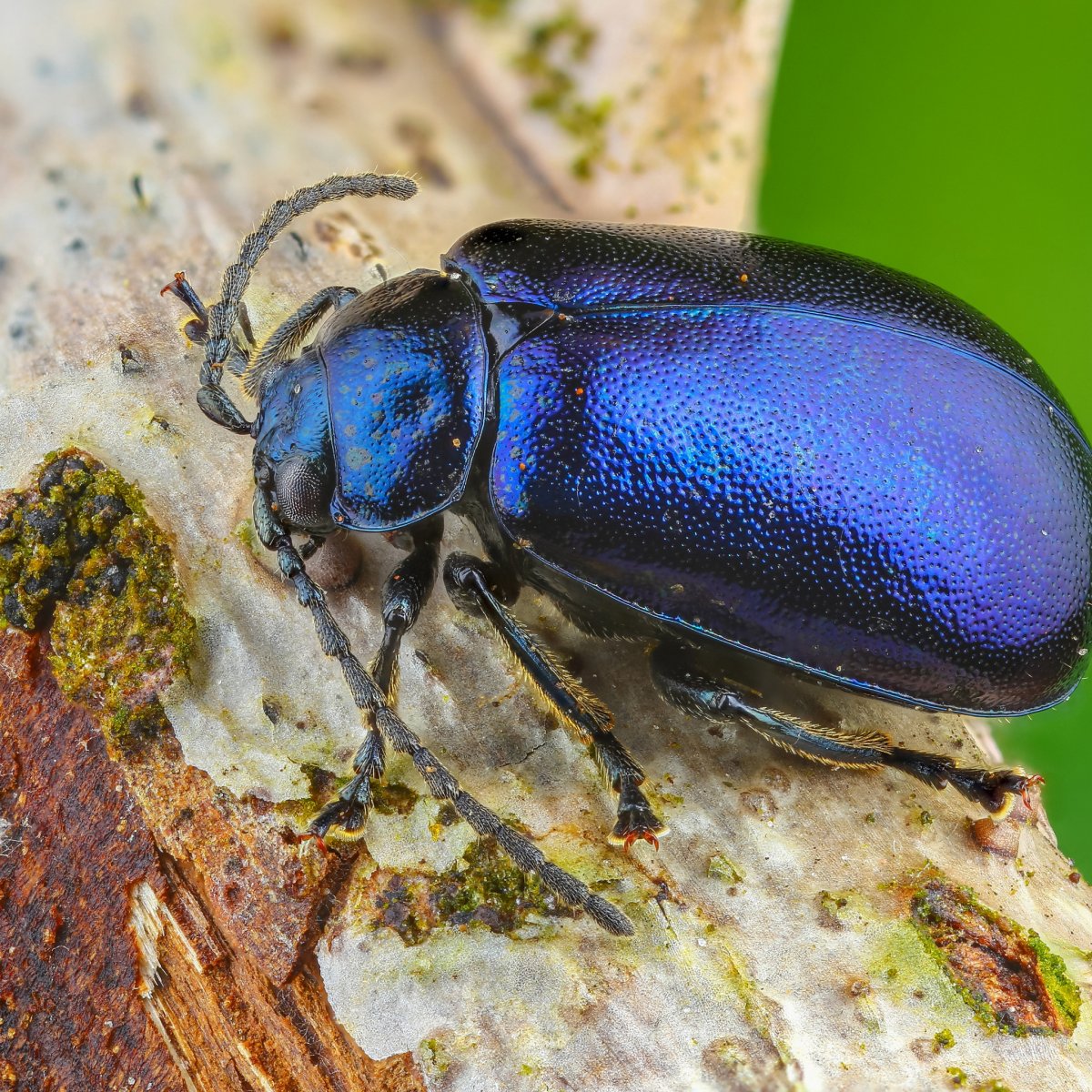 Маленький блестящий жук