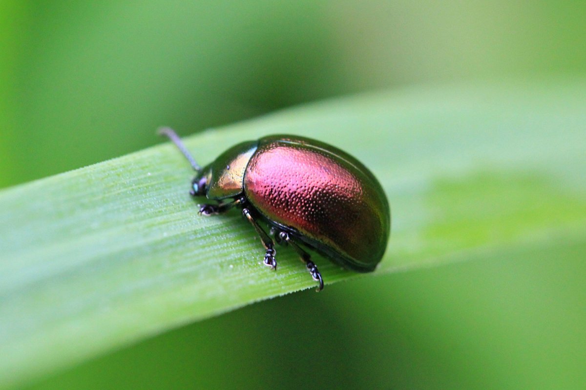 Жук Листоед макрофотография