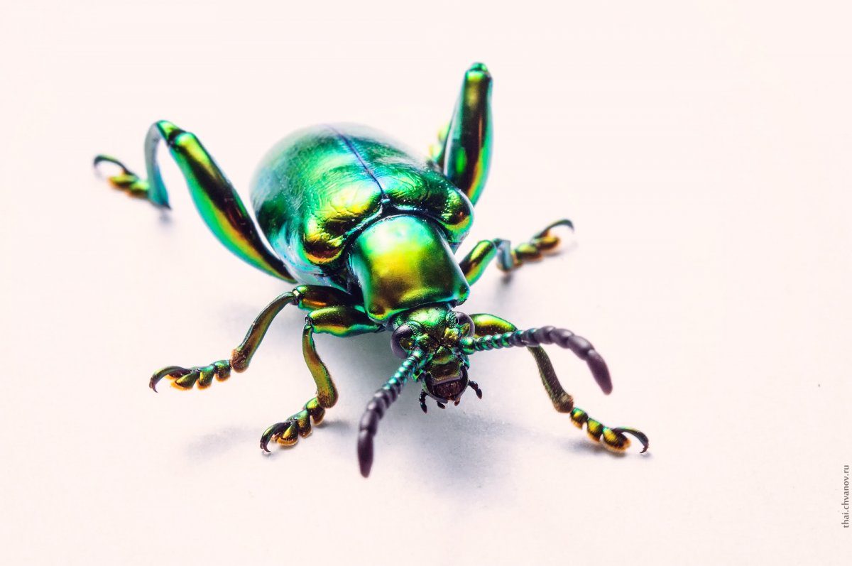 Сверкающий Жук