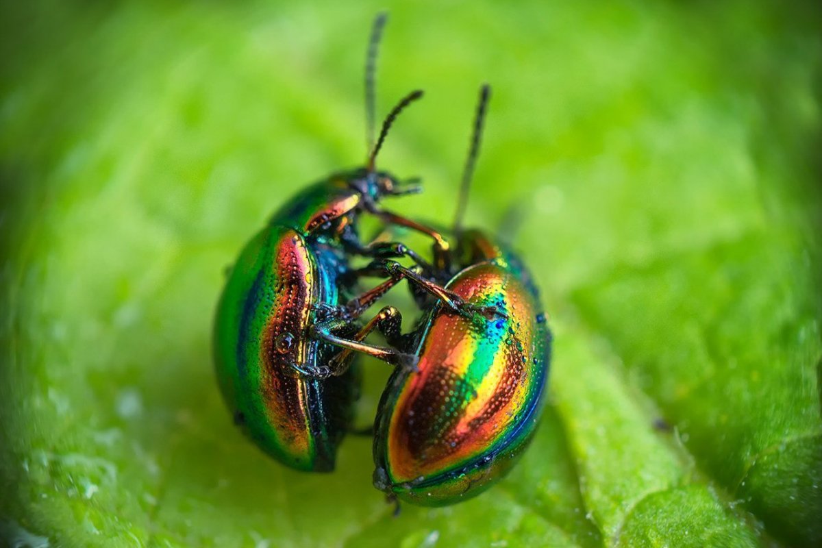 Синие жуки листоеды