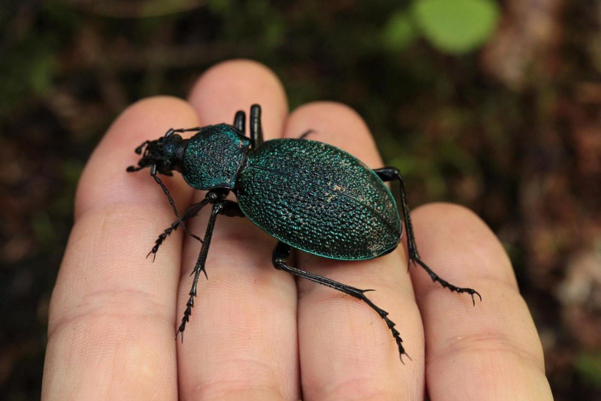 Жуки скарабеи Майский Жук