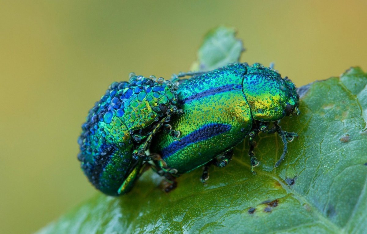 Жук Листоед Радужный