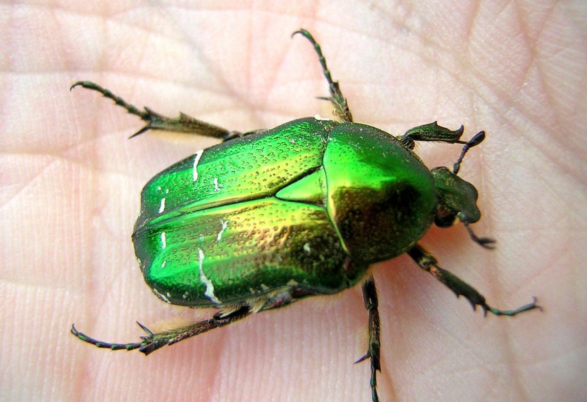 Hoplia coerulea
