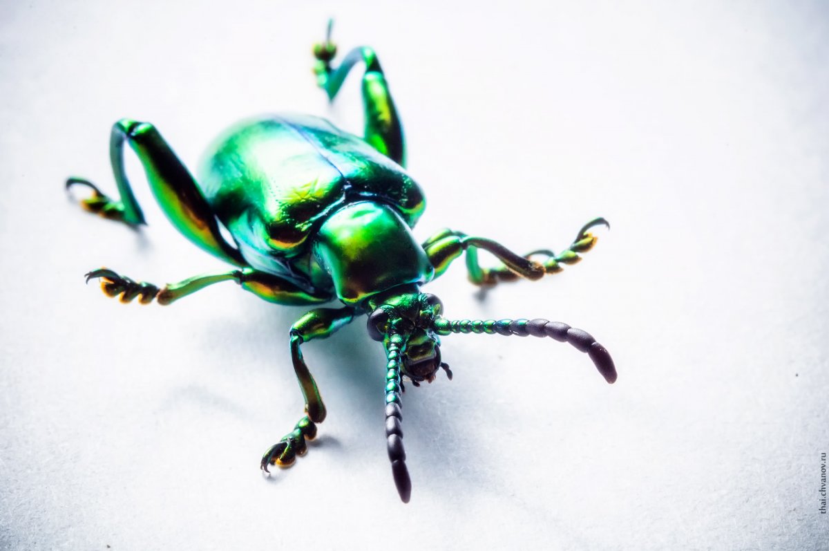 Сверкающий Жук