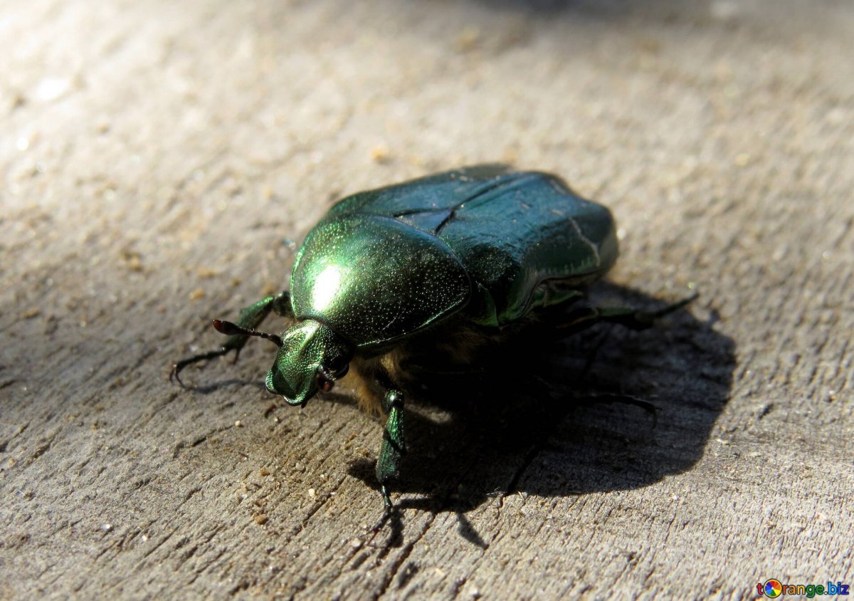 Розовый Жук