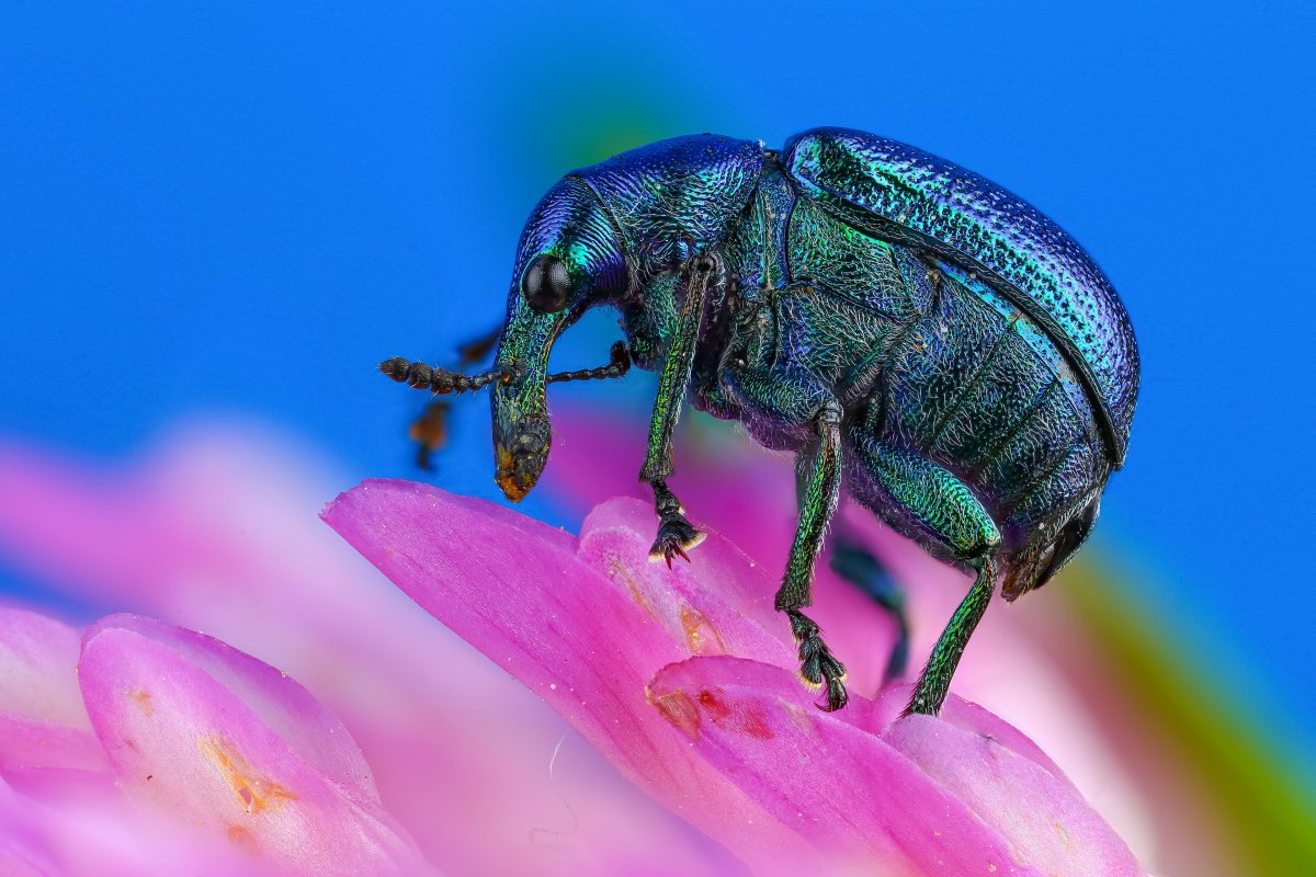 Зеленый Жук с розовыми полосками
