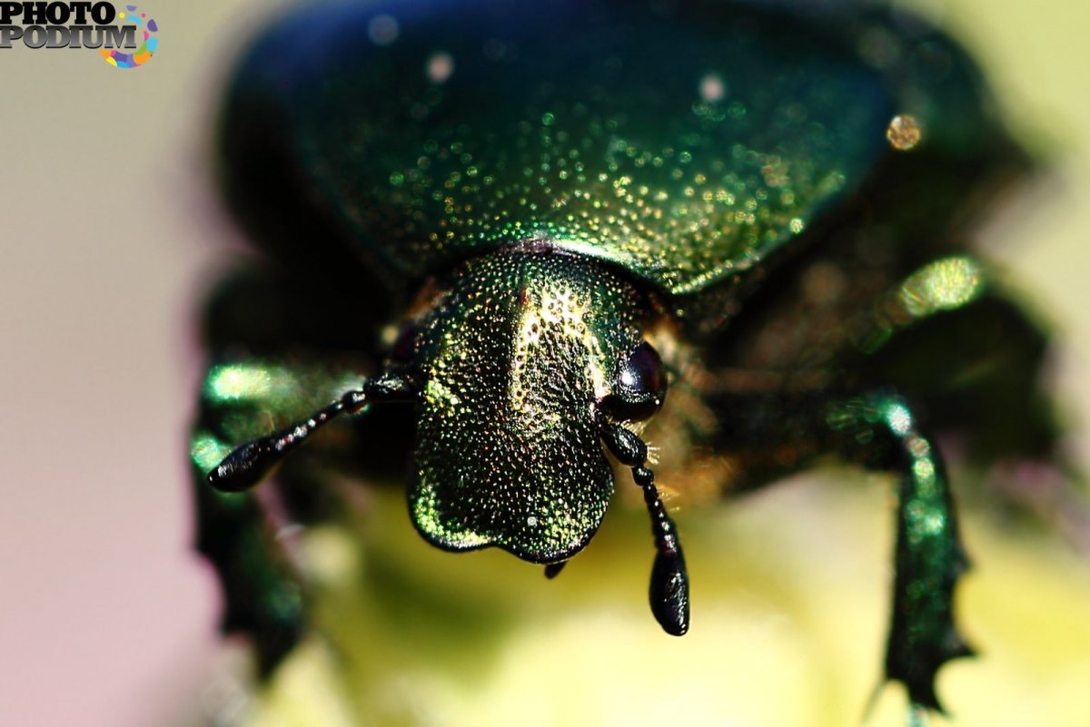 Жук рыжий Хрущик