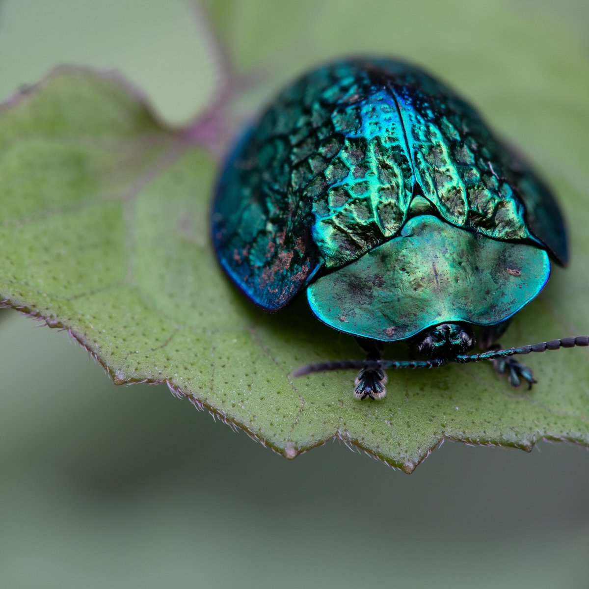 Красивые жуки