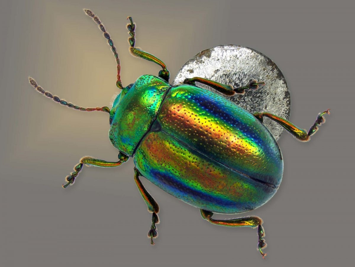 Жук бронзовка синий