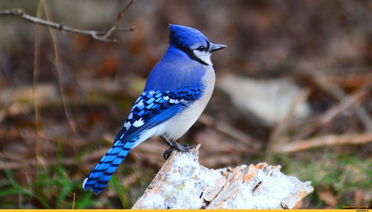 Гуамский Зимородок