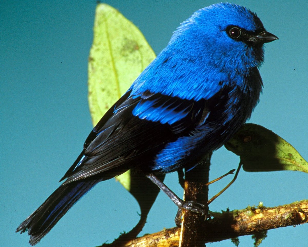 Голубая Сойка Канада